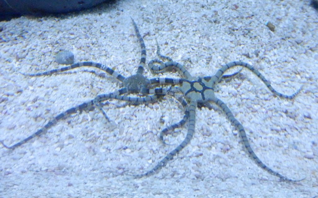 Ophiolepis superba Zebra Schlangenseestern