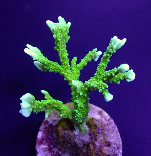 Montipora stellata