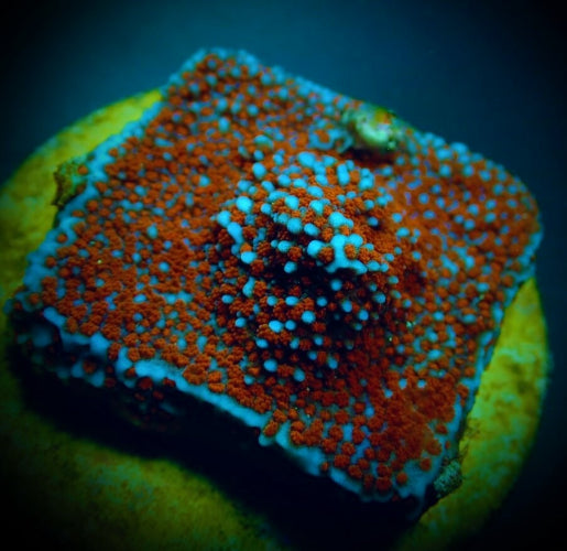 Montipora spp. (Superman)