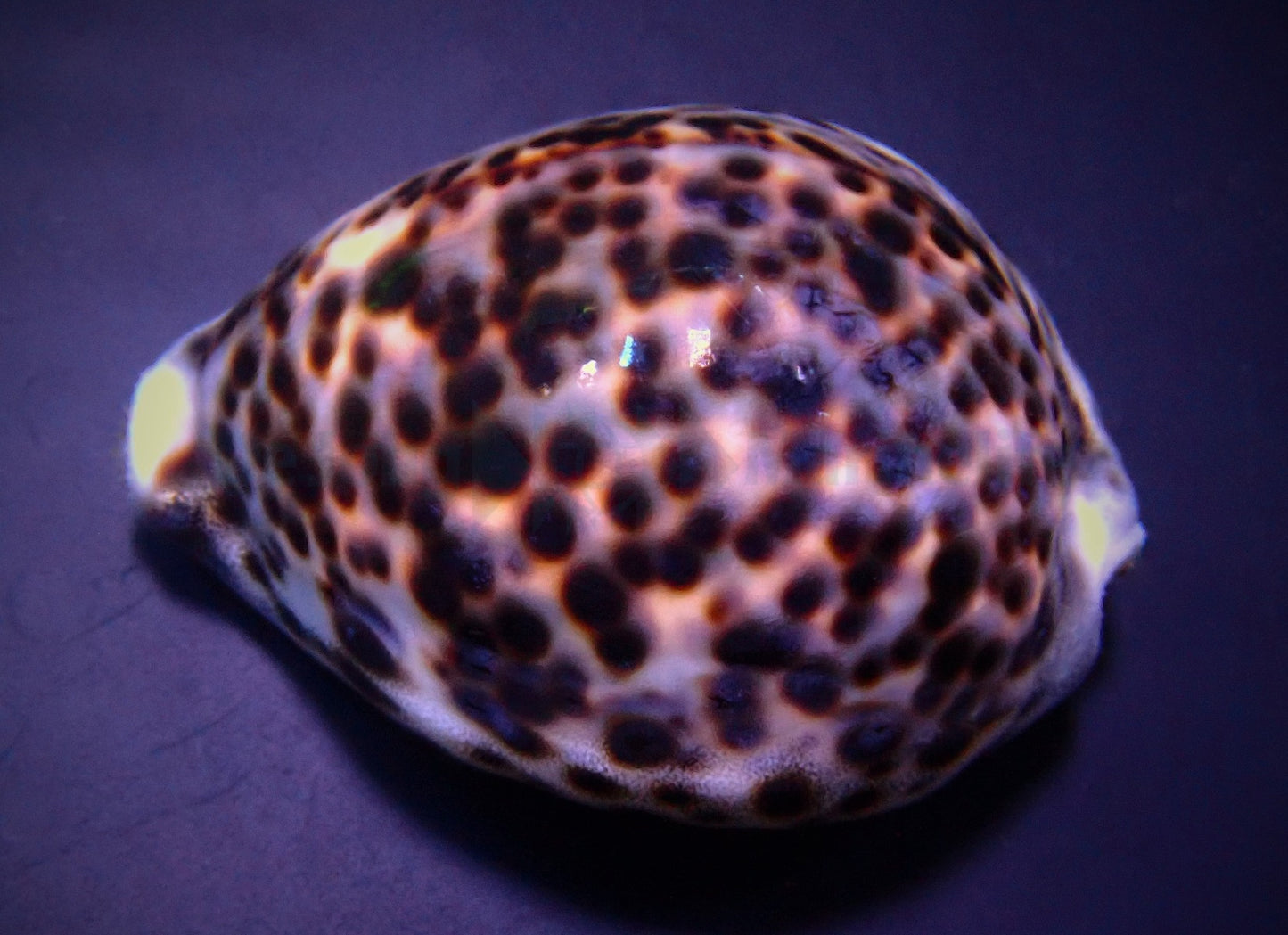 Cypraea tigris - Tigerschnecke