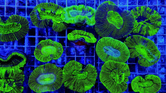 Trachyphyllia spp. (Green) M