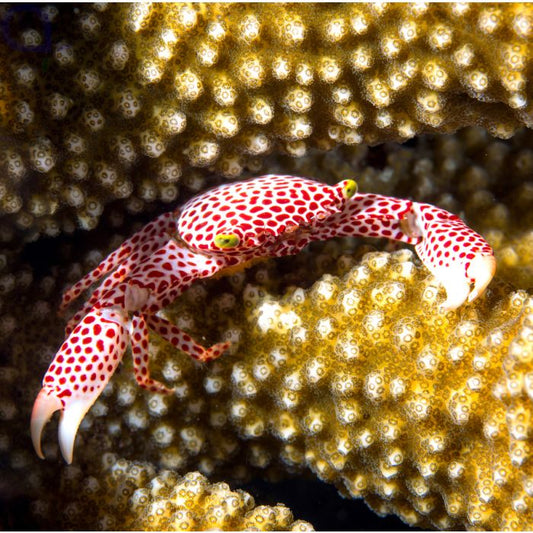 Trapezia rufopunctata - Rot Gepunktete Korallenkrabbe