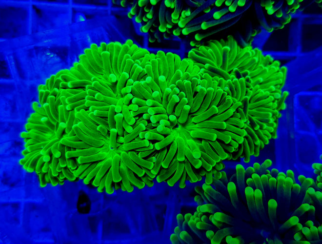 Euphyllia cristata (Green) (Ultra)