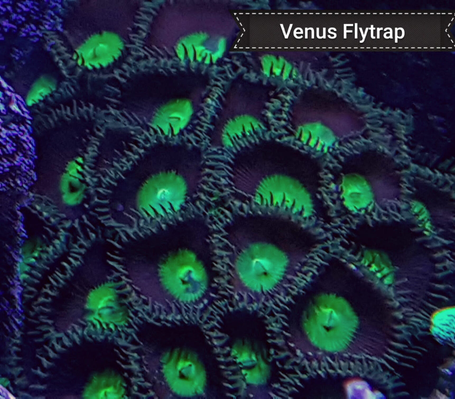 Venus Flytrap Zoa