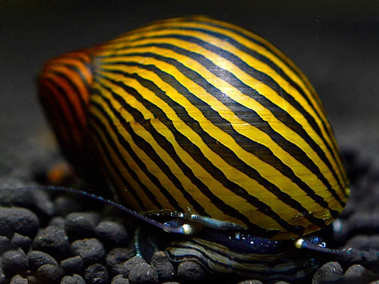 Escargot de course d'algues zébrées - Neritina Zebra