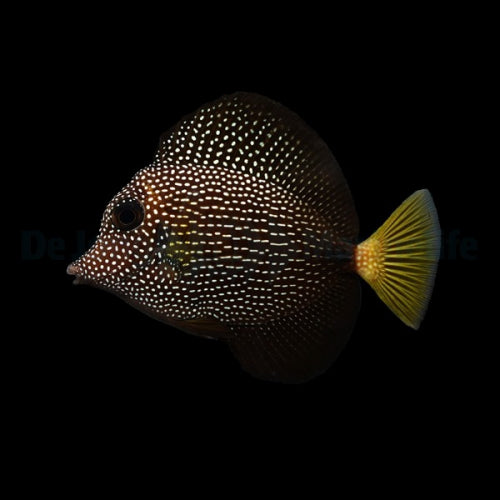 Mauritius Sailfin Doctor - Zebrasoma gemmatum Rarity