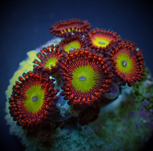 Zoanthus spp. (Candy Apple Red)